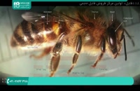 برسی انواع مختلف زنبور های عسل