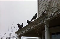 تریلر فیلم پرندگان The Birds 1963 سانسور شده