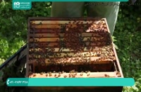 فیلم آموزشی بازدید از کلونی زنبور عسل