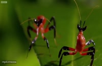 ویدیویی جالب و دیدنی از حشرات