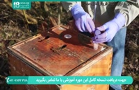بهترین های زنبورداری در ایران