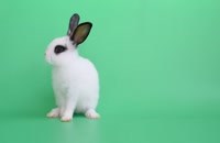 ویدیو فوتیج کروماکی خرگوش