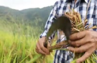 برنج چینی؛ از مزرعه تا سفره