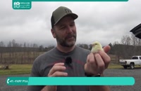 پرورش مرغ |نکاتی جالب در مورد پرورش مرغ بومی