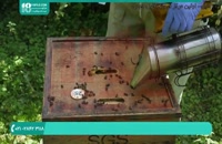 درمان بیماری واروآ در بین زنبوران عسل - قسمت 2