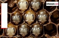 زنبورهای عسل خطرناک ترند یا زنبورهای بی عسل؟ | سم قوی برای دفع زنبورهای وحشی