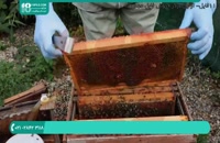 روش های شناخت بیماری ها برای زنبورداران