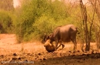 شکار عجیب بوفالوها توسط شیرها