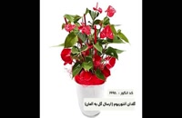 گل گلدانی آنتوریوم