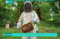شرایط نگهداری از ملکه ی زنبور عسل در زمستان