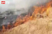 آتش سوزی این بار در جنگل های کوشک