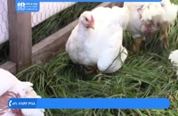 آموزش پرورش مرغ محلی | پرورش مرغ ( پرورش مرغ های گوشتی در هفته آخر )