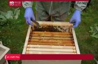 آموزش تقویت کلنی ضعیف در فصل بهار ( پرورش زنبور عسل )