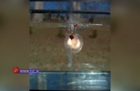 حرکت آهسته انفجار ترقه در آب
