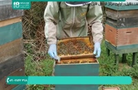 آموزش زنبورداری حرفه ای و آسان