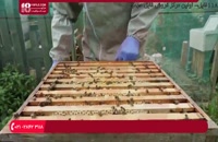 آشنایی با چرخه طبیعی تولید ملکه زنبور عسل ( زبان فارسی )