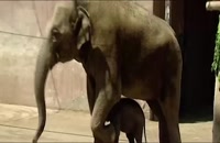 اولین بچه فیل در ایران
