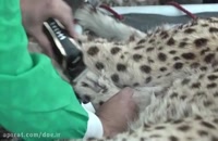 گزارشی از مراحل انتقال یوزپلنگ ماده ایران به توران