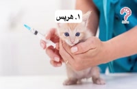 ۴ واکسن اصلی و غیر اصلی گربه