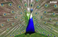 لحظه باز شدن پرهای طاووس