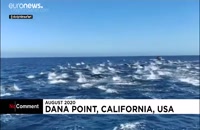 شنای گروهی ۳۰۰ دلفین در سواحل کالیفرنیا