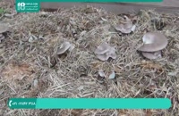 ایجاد فضایی مناسب برای پرورش قارچ شیتاکه و صدفی