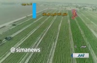 این کشاورز رکورد برداشت محصول ایران را شکست