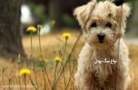 ویدیو معرفی کامل سگ نژاد پودل
