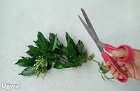 آموزش روش قلمه زدن گیاهان در شن و ماسه در خانه