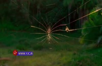 ویدیو زیبا از لحظه تار تنیدن و شکار عنکبوت از نمای بسیار نزدیک