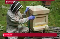 آموزش زنبورداری|پرورش زنبور عسل|تولید عسل(مراحل رشد و نمو زنبور عسل)