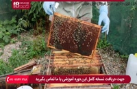 طرز تشخیص کنه واروا در زنبور های عسل ( زبان فارسی )