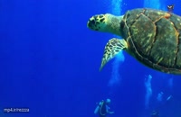 مستند زیبا و دیدنی لاک پشت های دریایی