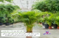 خرید و سفارش آنلاین گیاه آپارتمانی اریکا در سایزهای مختلف