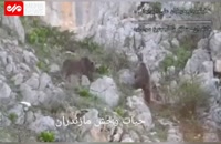 ثبت تصاویری از دو قلاده خرس