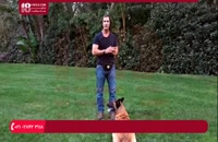 آموزش  تربیت سگ - آموزش دست دادن به سگ