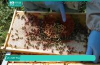 آموزش زنبورداری برای مبتدیان دارای دوبله فارسی