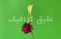ویدیو فوتیج پرده سبز گل رز قرمز در حال آتش