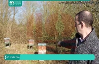 سیر تا پیاز زنبورداری در ایران