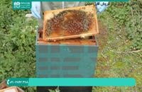 آموزش زنبورداری _ آموزش تشخیص بیماری