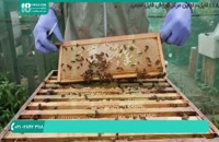 بررسی کندو جهت برداشت عسل | آموزش زنبورداری 09130919448