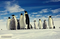 مستند اجتماع پنگوئن ها