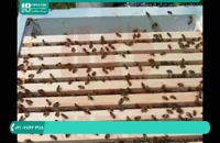 فیلم آموزش زنبورداری نوین ایران