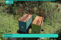 زنبورداری مدرن - تقسیم یک کندو به دو کندو زنبور عسل